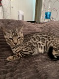 Срочно продам кота Бенгал Серебро Алматы