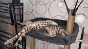 Срочно продам кота Бенгал Серебро Алматы
