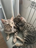 Срочно продам кота Бенгал Серебро Алматы
