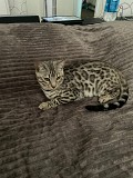 Срочно продам кота Бенгал Серебро Алматы