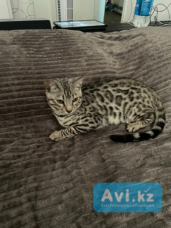 Срочно продам кота Бенгал Серебро Алматы - изображение 1