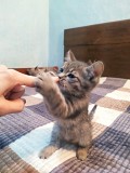 Ищем дом для котят Алматы