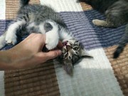 Ищем дом для котят Алматы