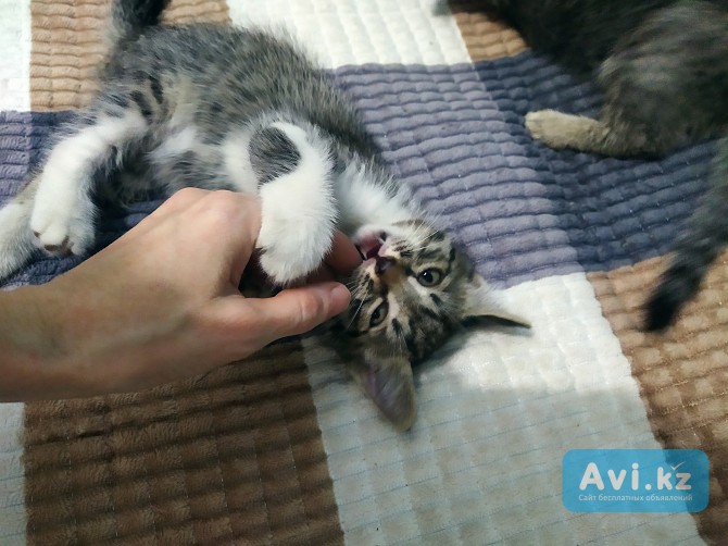 Ищем дом для котят Алматы - изображение 1