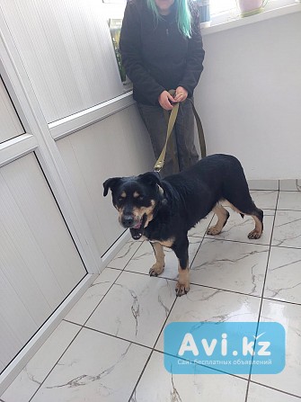 Потерялась собака Алматы - изображение 1