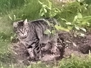 Отдам в добрые руки кота Караганда