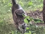 Отдам в добрые руки кота Караганда