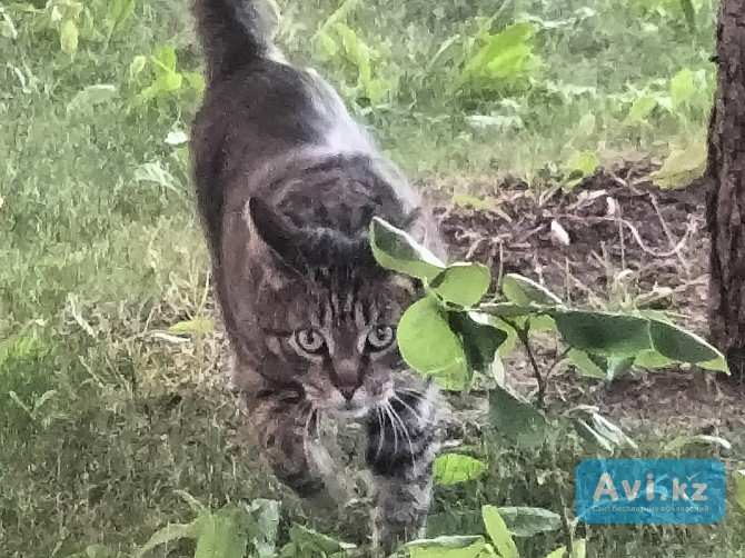 Отдам в добрые руки кота Караганда - изображение 1