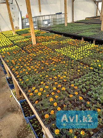 Предварительный приём заказов на 2026 Караганда - изображение 1