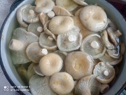 Продам грузди соленые отварные Зеренда