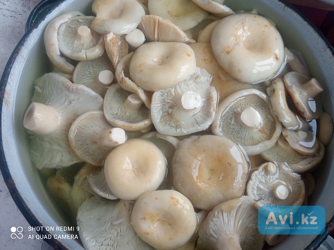 Продам грузди соленые отварные Зеренда - изображение 1