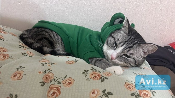 Отдам кота в добрые руки из за аллергии Астана - изображение 1