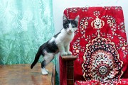 Котенок девочка Шымкент