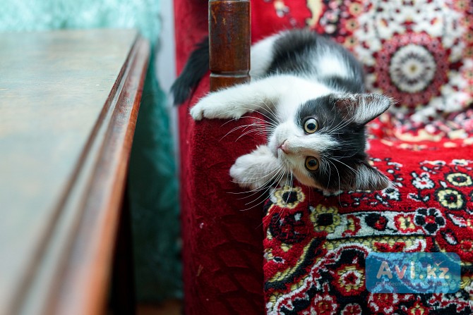 Котенок девочка Шымкент - изображение 1