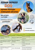 Щенок немецкой овчарки Костанай