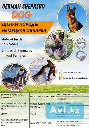 Щенок немецкой овчарки Костанай - изображение 1