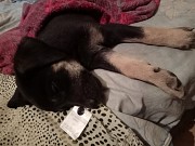 Потерялся щенок Алматы