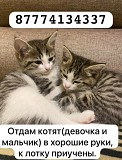 Отдам котят Талгар