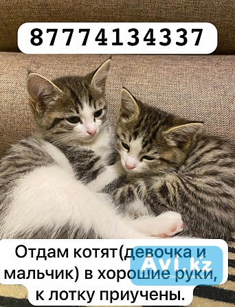 Отдам котят Талгар - изображение 1
