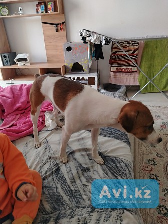 Продаю джек рассел помись Алматы - изображение 1