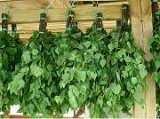 Веники для бани Алматы