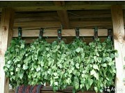 Веники для бани Алматы