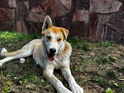 Лайка, отдам в хорошие руки Алматы