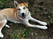 Лайка, отдам в хорошие руки Алматы