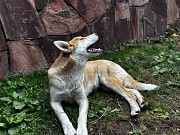 Лайка, отдам в хорошие руки Алматы