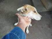 Лайка, отдам в хорошие руки Алматы