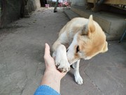 Лайка, отдам в хорошие руки Алматы