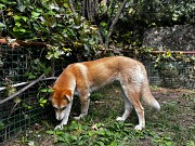 Лайка, отдам в хорошие руки Алматы