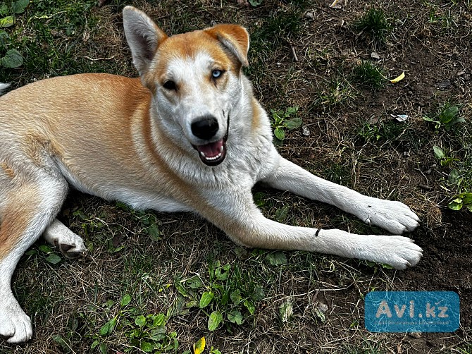 Лайка, отдам в хорошие руки Алматы - изображение 1
