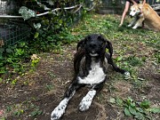 Отдам собаку, с редким тигровым окрасом Алматы