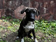 Отдам собаку, с редким тигровым окрасом Алматы