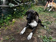 Отдам собаку, с редким тигровым окрасом Алматы