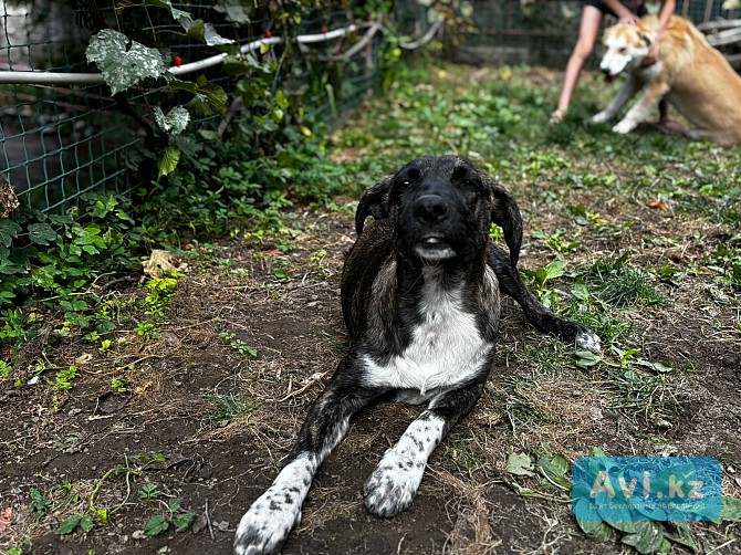 Отдам собаку, с редким тигровым окрасом Алматы - изображение 1