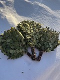 Веники березовые для бани доставка из г.Петропавловск