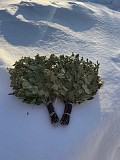 Веники березовые для бани доставка из г.Петропавловск