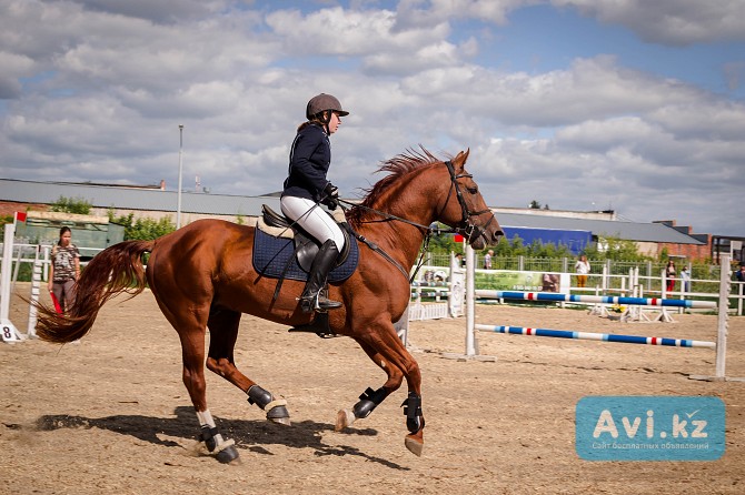 Донской жеребец Кокшетау - изображение 1