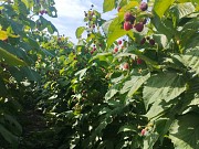 Саженцы Малины Полька полана Есик