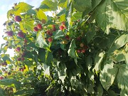 Саженцы Малины Полька полана Есик