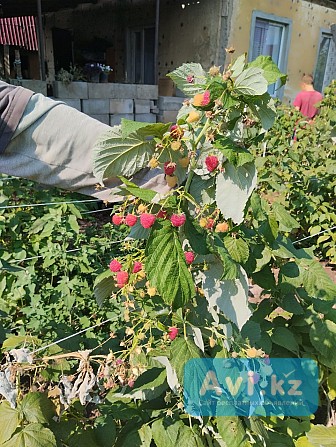 Саженцы Малины Полька полана Есик - изображение 1