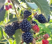 Саженцы Ежемалины Есик