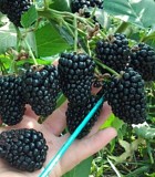 Саженцы Ежемалины Есик