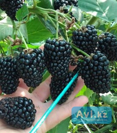 Саженцы Ежемалины Есик - изображение 1