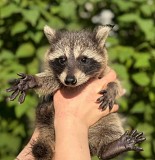 Продаем енотов Ганюшкино