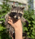 Продаем енотов Ганюшкино