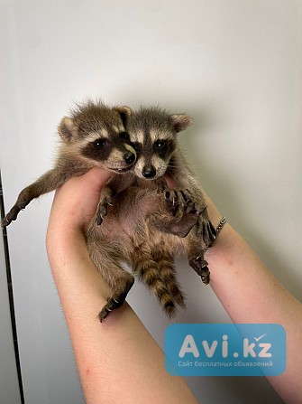 Продаем енотов Ганюшкино - изображение 1