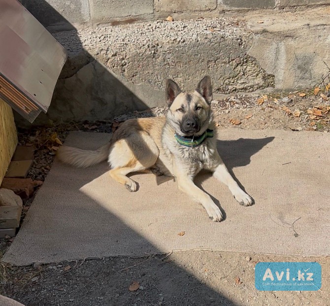 Отдам даром Алматы - изображение 1